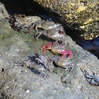 Lanzarote 2022 - Heute auf den Steinen vor der Promenade ...