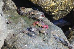 Lanzarote 2022 - Heute auf den Steinen vor der Promenade ...