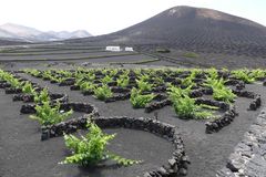 Lanzarote 2022 - La Geria - das Weinanbaugebiet ...