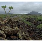 Lanzarote #3