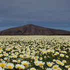 Lanzarote