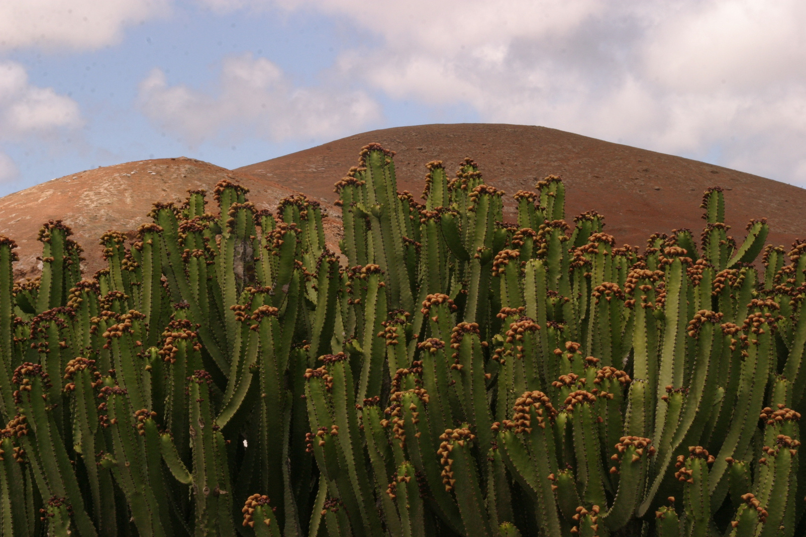 lanzarote 4 (fiori di cactus)