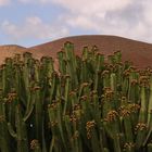 lanzarote 4 (fiori di cactus)