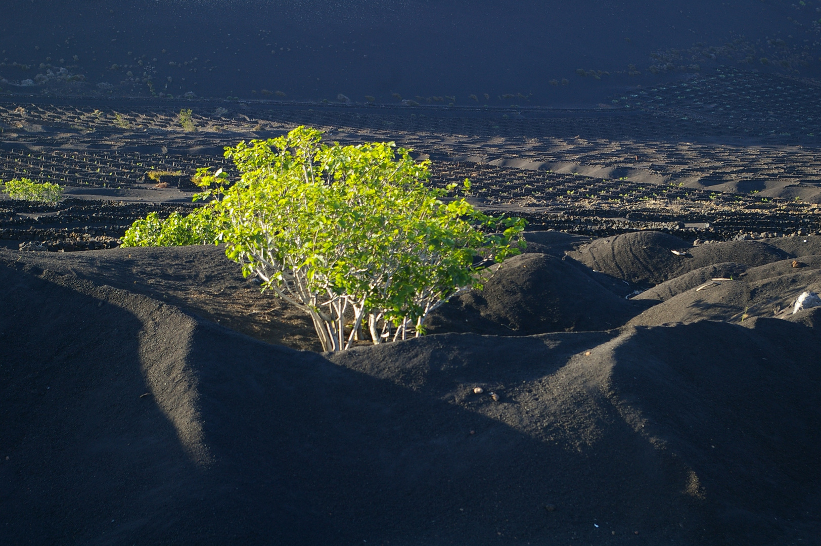 Lanzarote