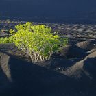 Lanzarote