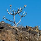 Lanzarote