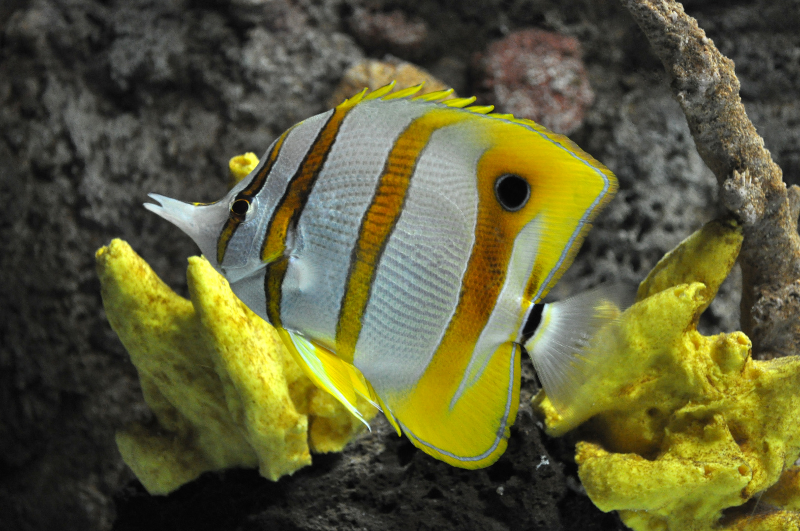 Lanzarote Aquarium