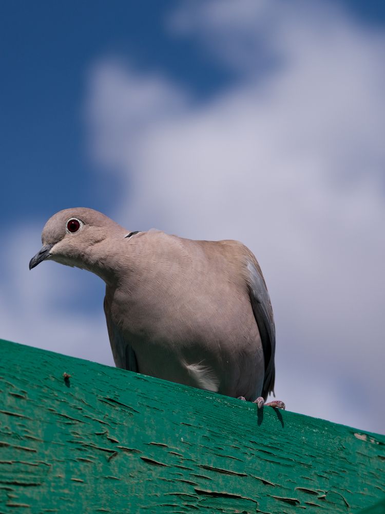 Lanzarote Bird 2