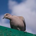 Lanzarote Bird 2