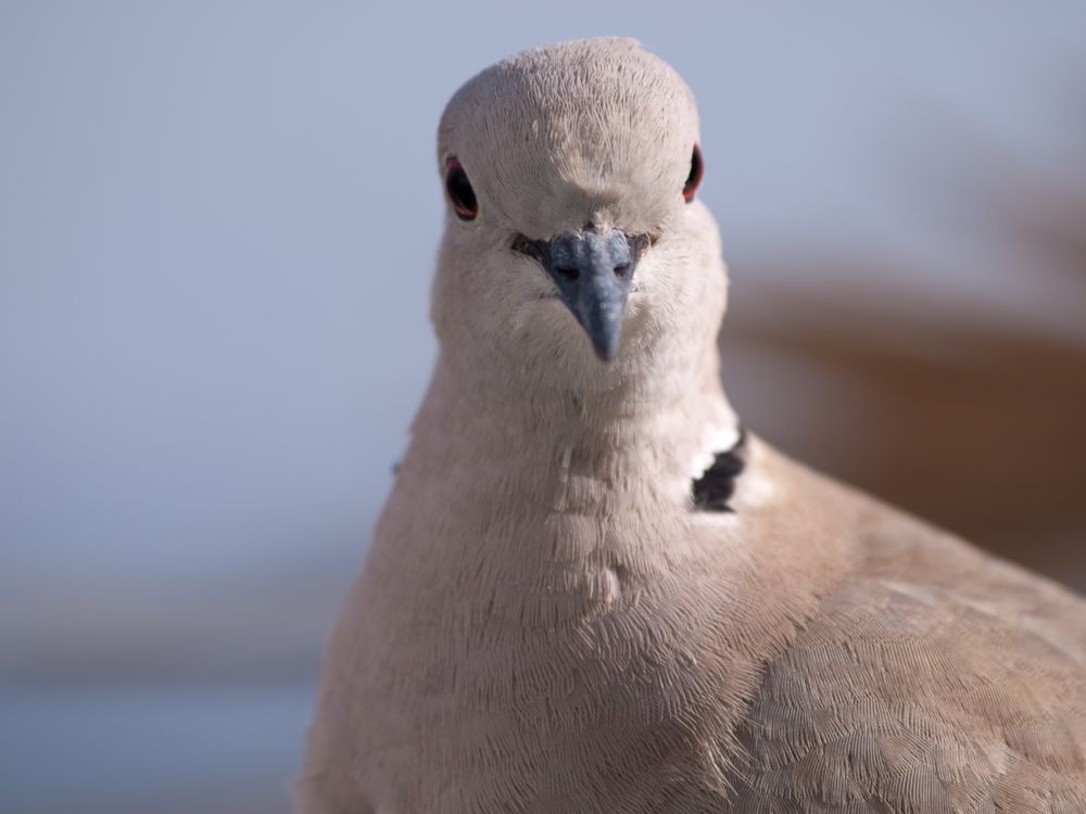 Lanzarote Bird 2