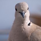 Lanzarote Bird 2