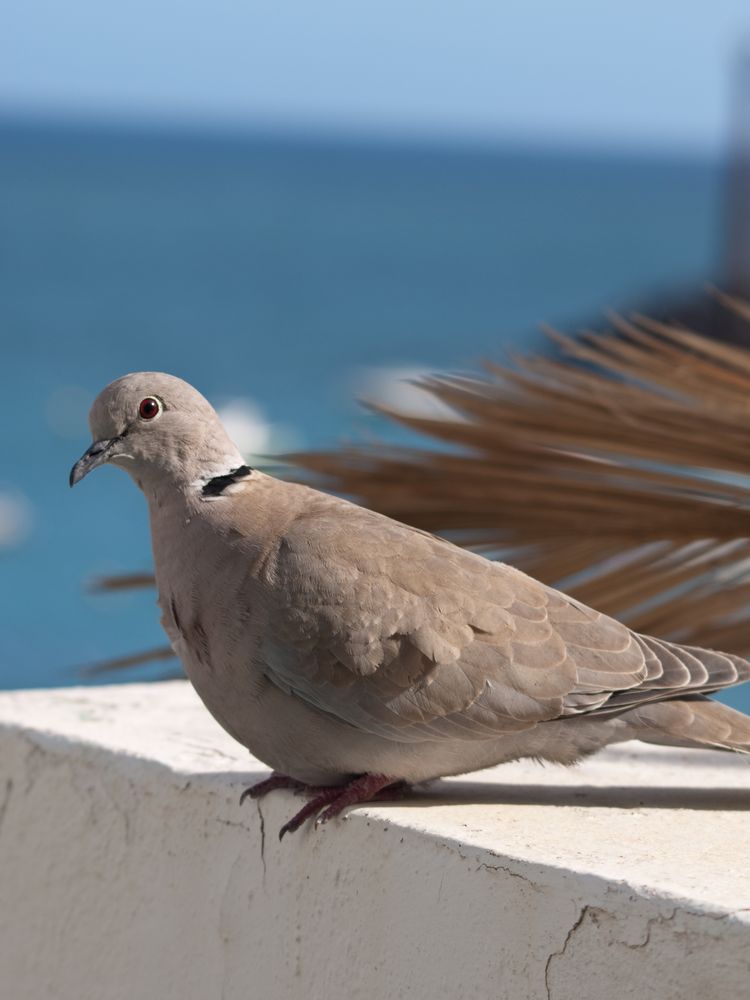Lanzarote Bird
