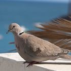 Lanzarote Bird