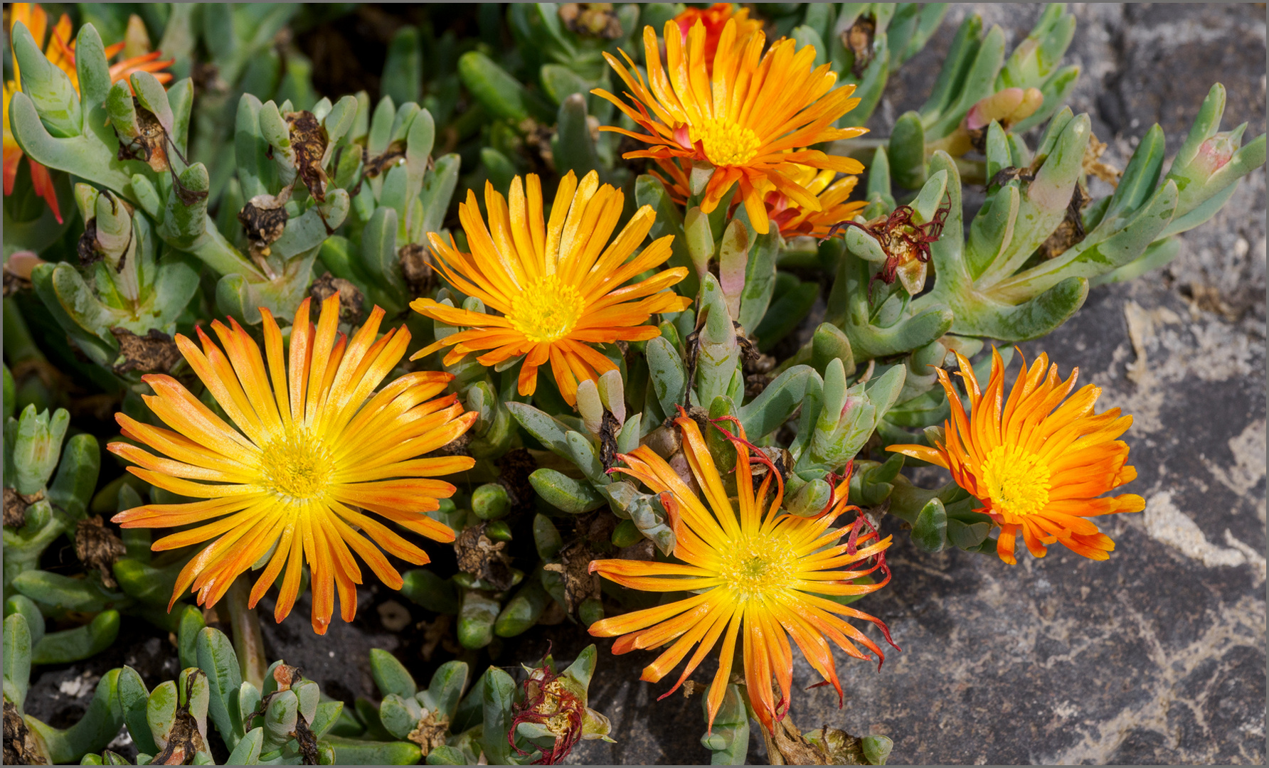 Lanzarote-Blümchen