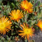 Lanzarote-Blümchen