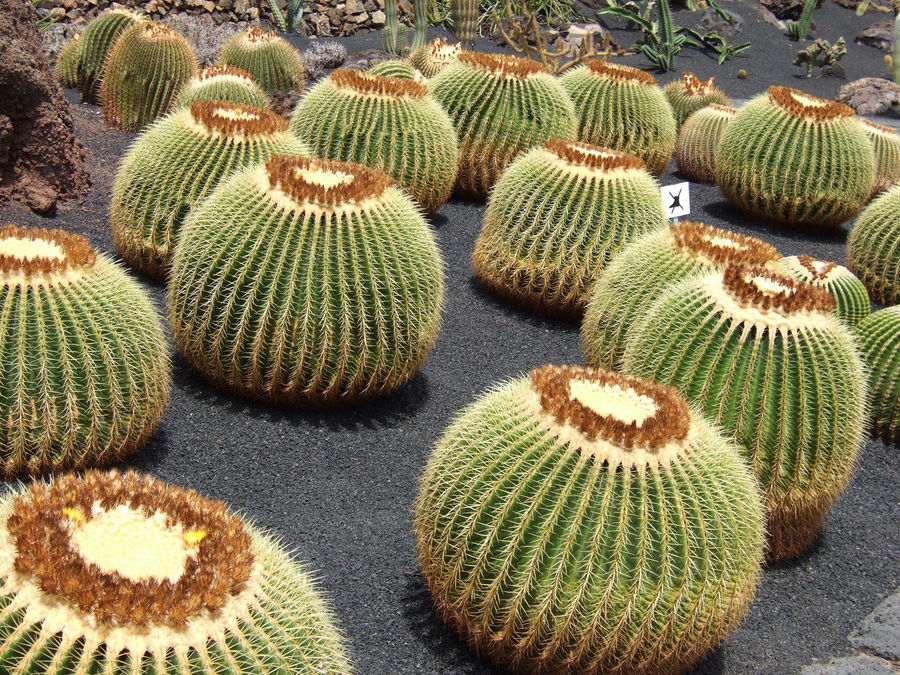 Lanzarote Cactus