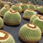 Lanzarote Cactus