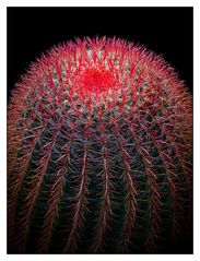 (Lanzarote) Cactus Garden #2