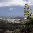 Lanzarote - die Blumeninsel ?