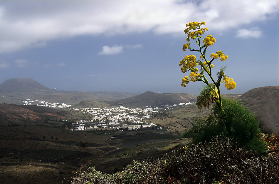 Lanzarote - die Blumeninsel ?