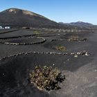 Lanzarote