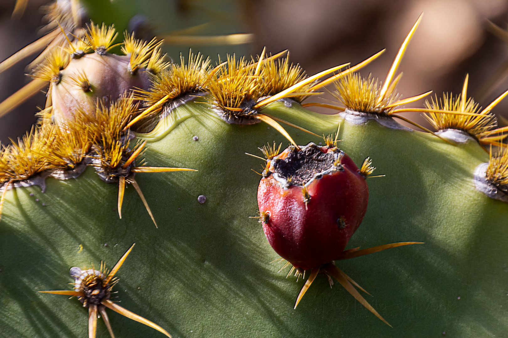 Lanzarote - Jardin de Cactus (1)