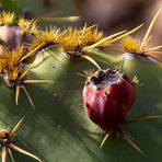 Lanzarote - Jardin de Cactus (1)