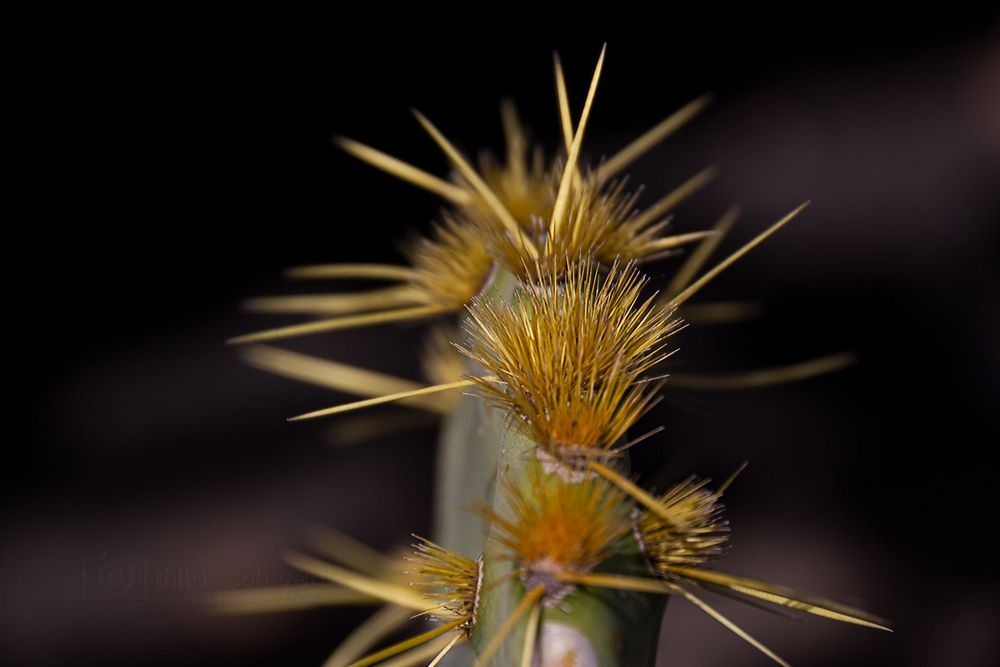 Lanzarote - Jardin de Cactus (2)