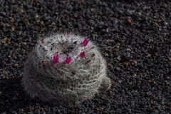 Lanzarote - Jardin de Cactus (3)