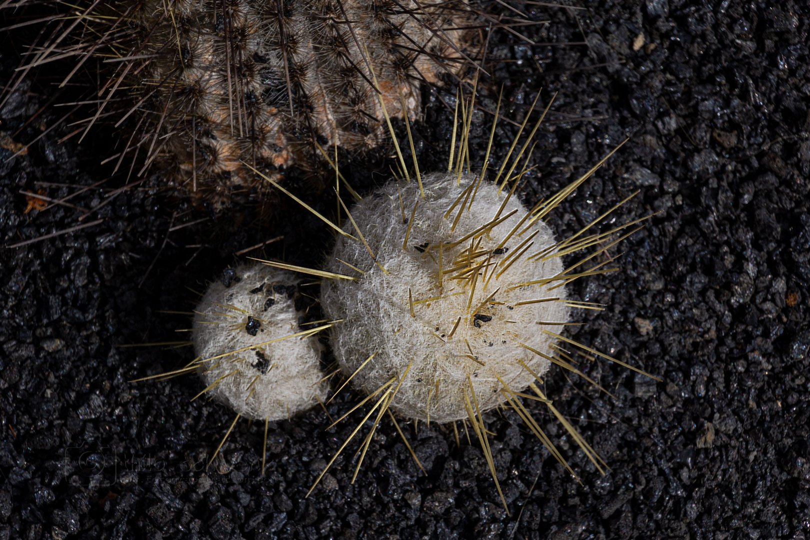 Lanzarote - Jardin de Cactus (4)