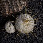 Lanzarote - Jardin de Cactus (4)