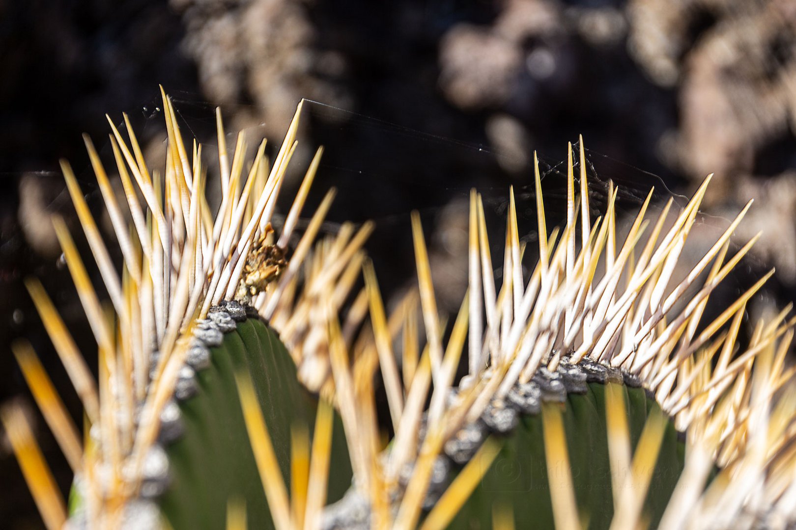 Lanzarote - Jardin de Cactus (5)
