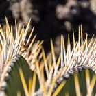Lanzarote - Jardin de Cactus (5)