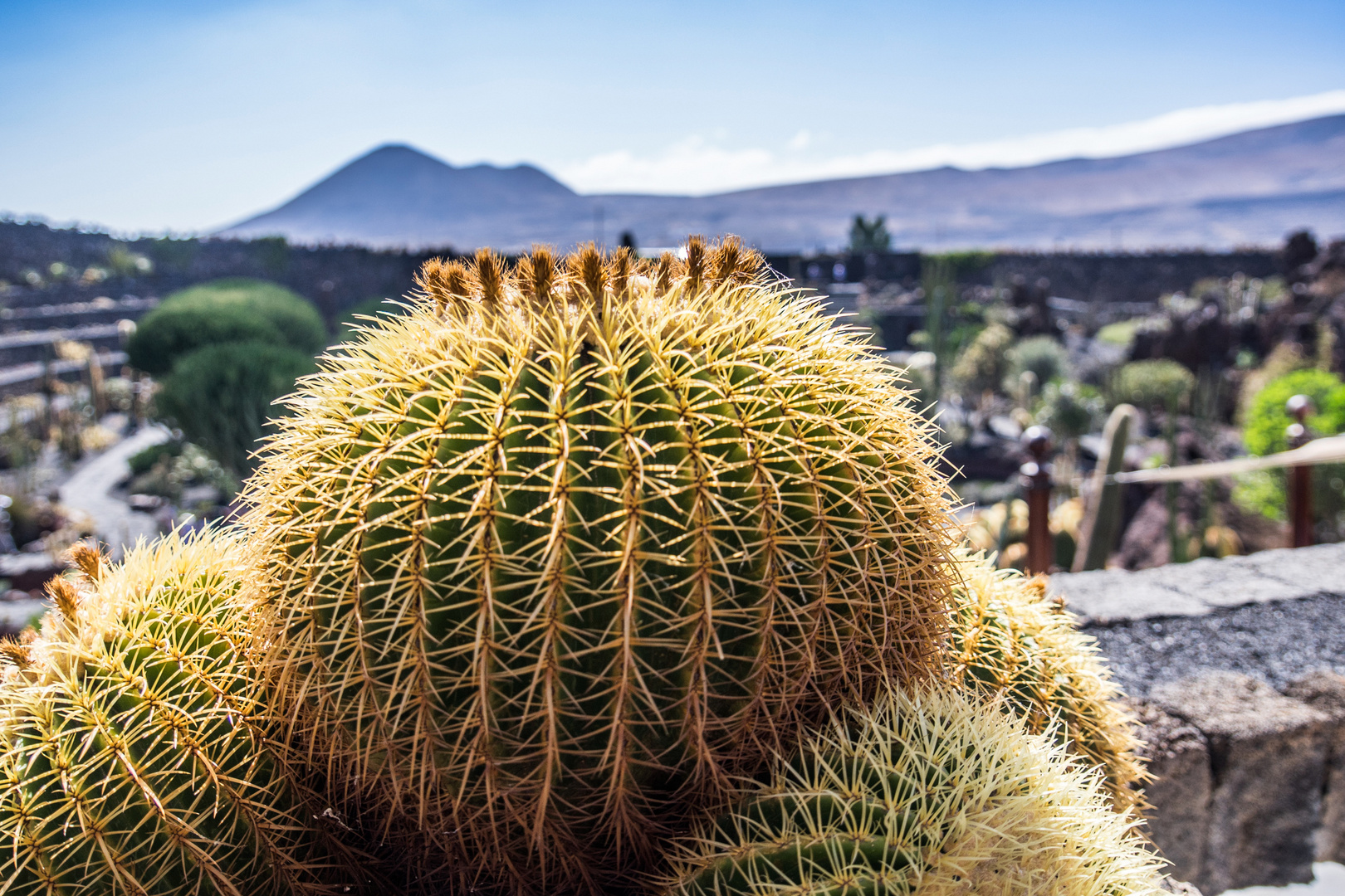 Lanzarote Jardin de cactus 