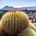 Lanzarote Jardin de cactus 