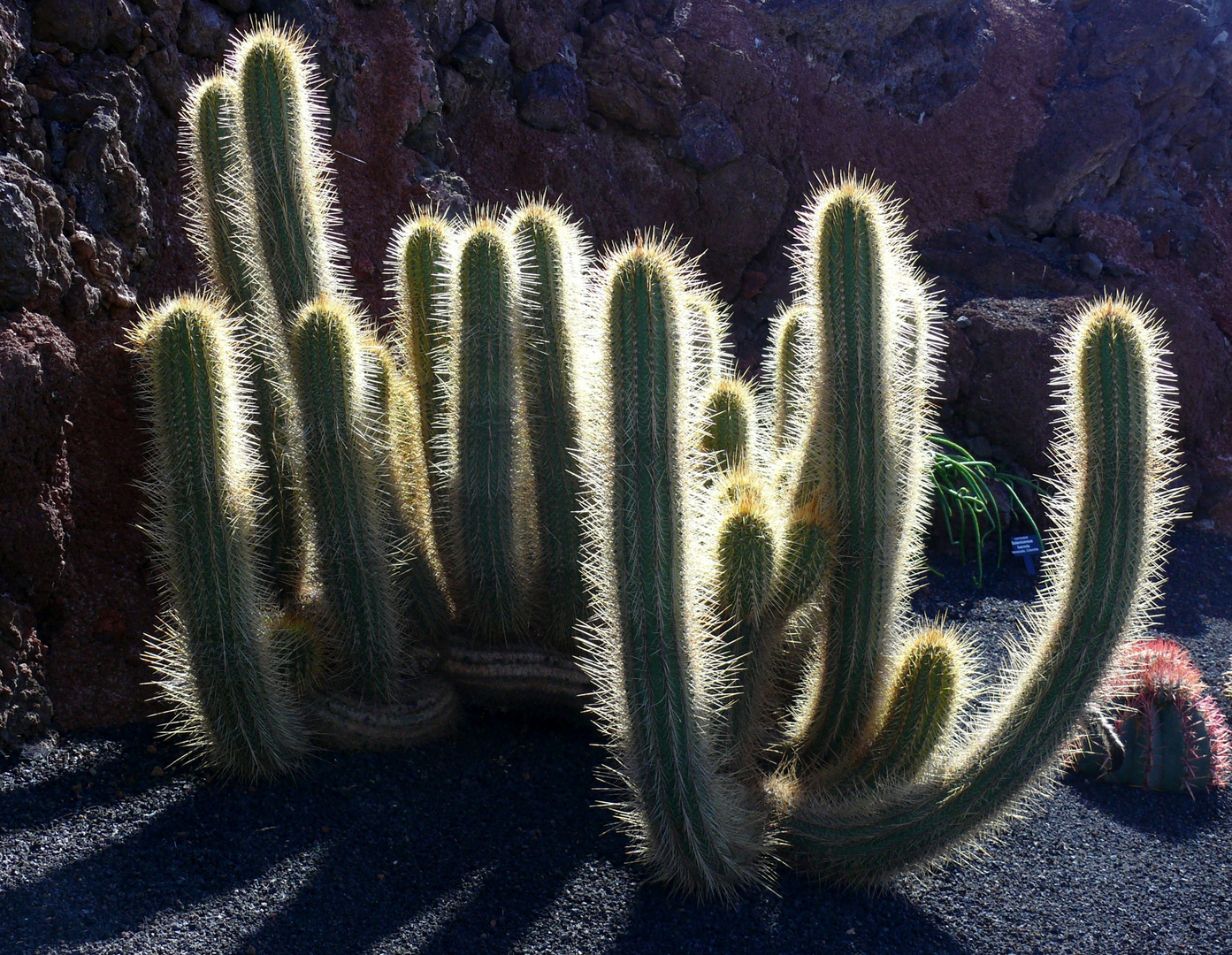 Lanzarote - Kaktus im Gegenlicht