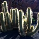 Lanzarote - Kaktus im Gegenlicht