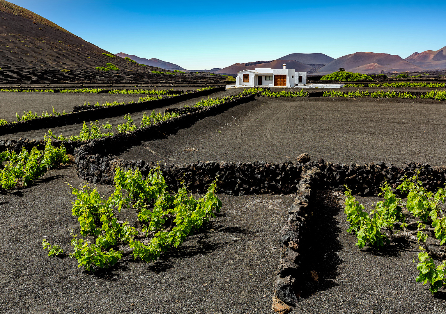 Lanzarote - La Geria