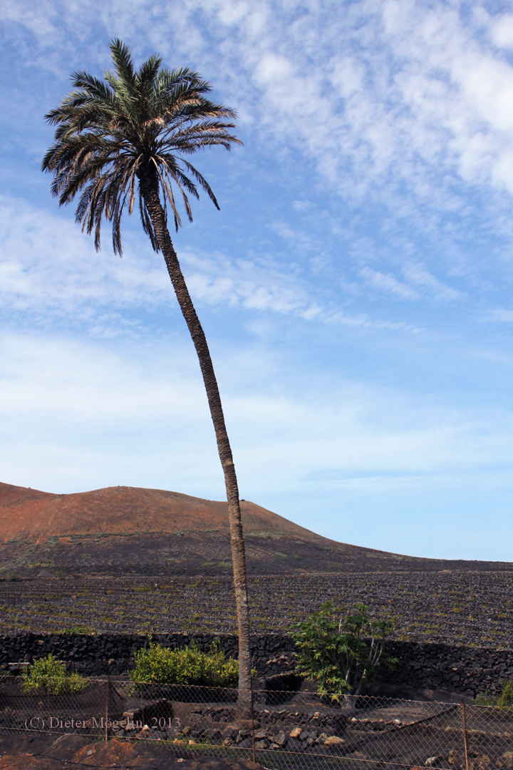 Lanzarote - La Geria