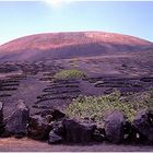 Lanzarote - La Geria