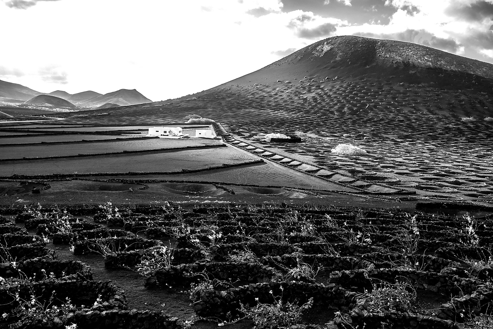 Lanzarote - La Geria