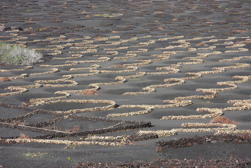 Lanzarote - La Geria - Unesco Weltkulturerbe