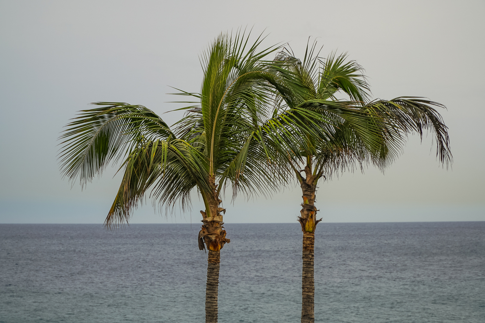 Lanzarote Palmen am Strand