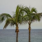 Lanzarote Palmen am Strand