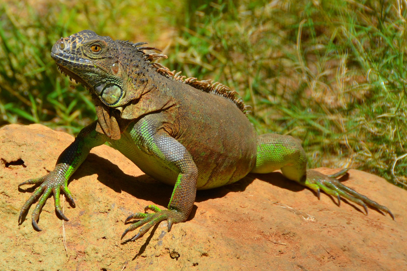 Lanzarote - Rancho Texas Park - La pose de l`Iguane