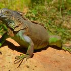 Lanzarote - Rancho Texas Park - La pose de l`Iguane