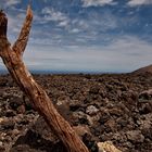 Lanzarote Tree