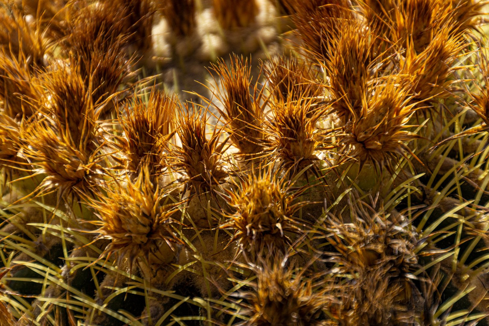 Lanzarote vor der Seuche ... keine Blümchen (2)