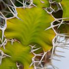 Lanzarote vor der Seuche ... keine Blümchen (3)