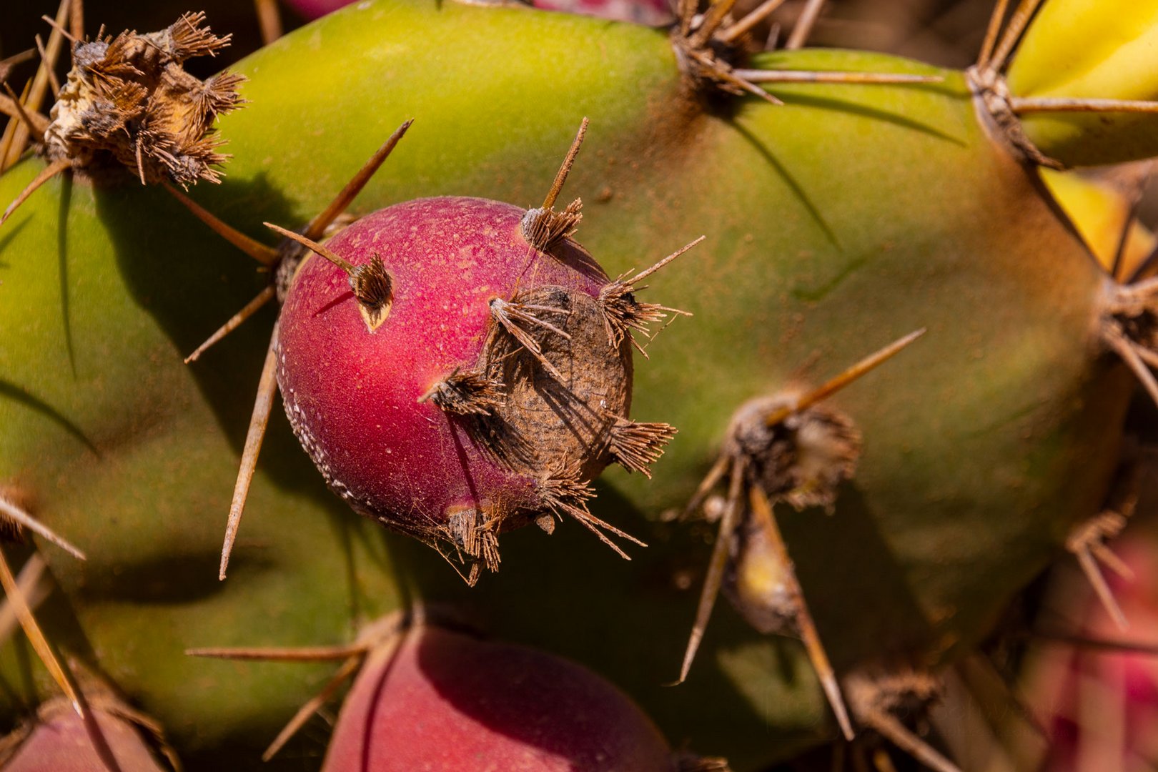 Lanzarote vor der Seuche ... nicht wirklich ein Blümchen